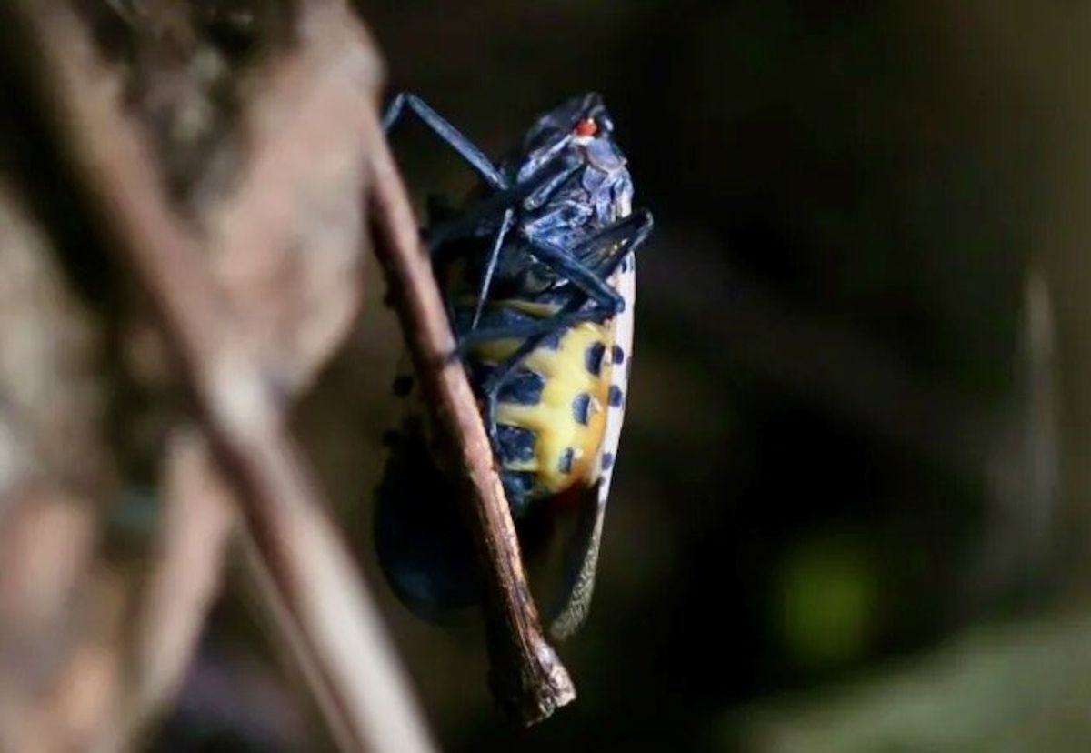 In U.S., invasive spotted lanternflies are devastating crops