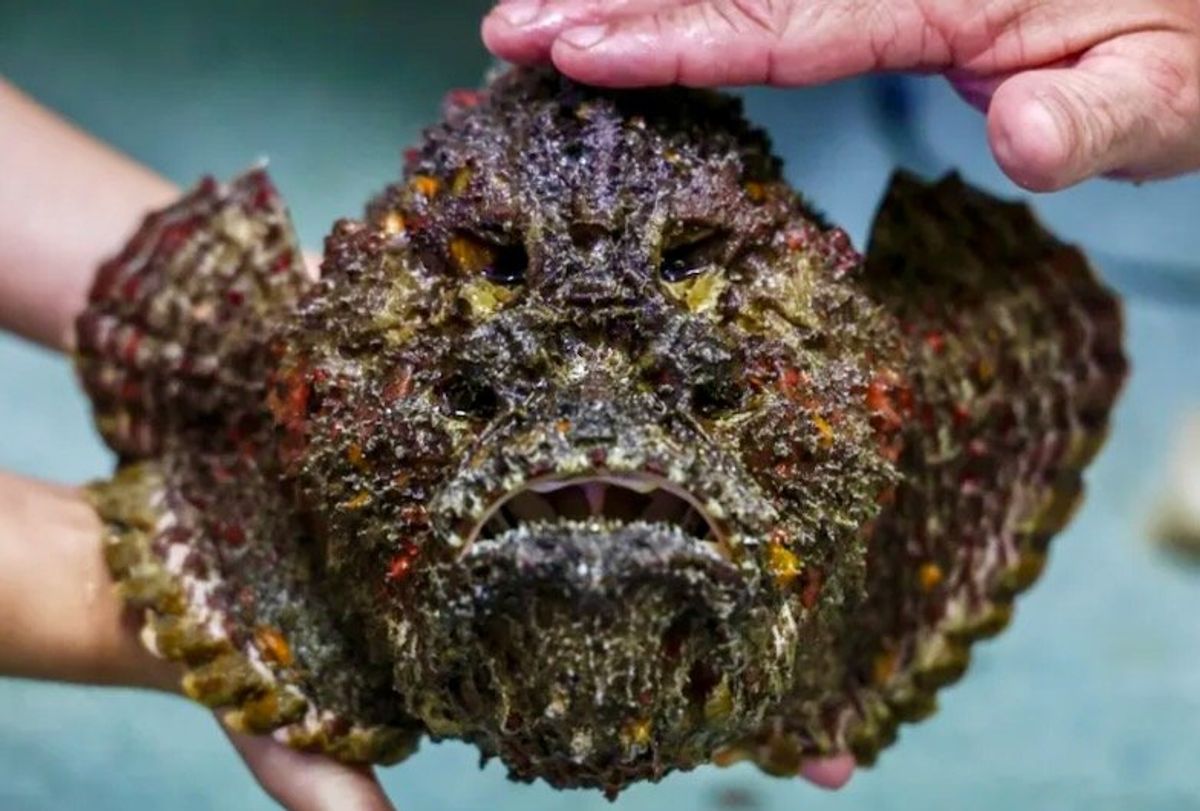 Milking venom from Australia's deadly marine animals