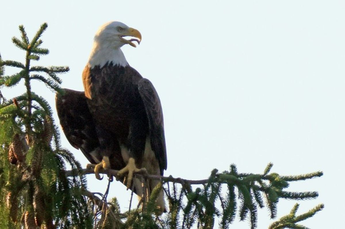 Trump admin proposes redefining 'harm' to endangered animals