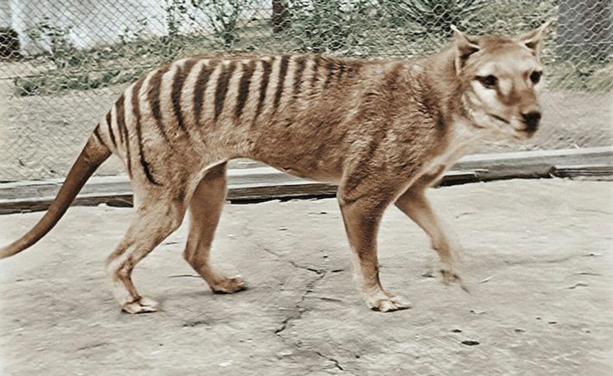 We’ve decoded the numbat genome – and it could bring the thylacine’s resurrection a step closer