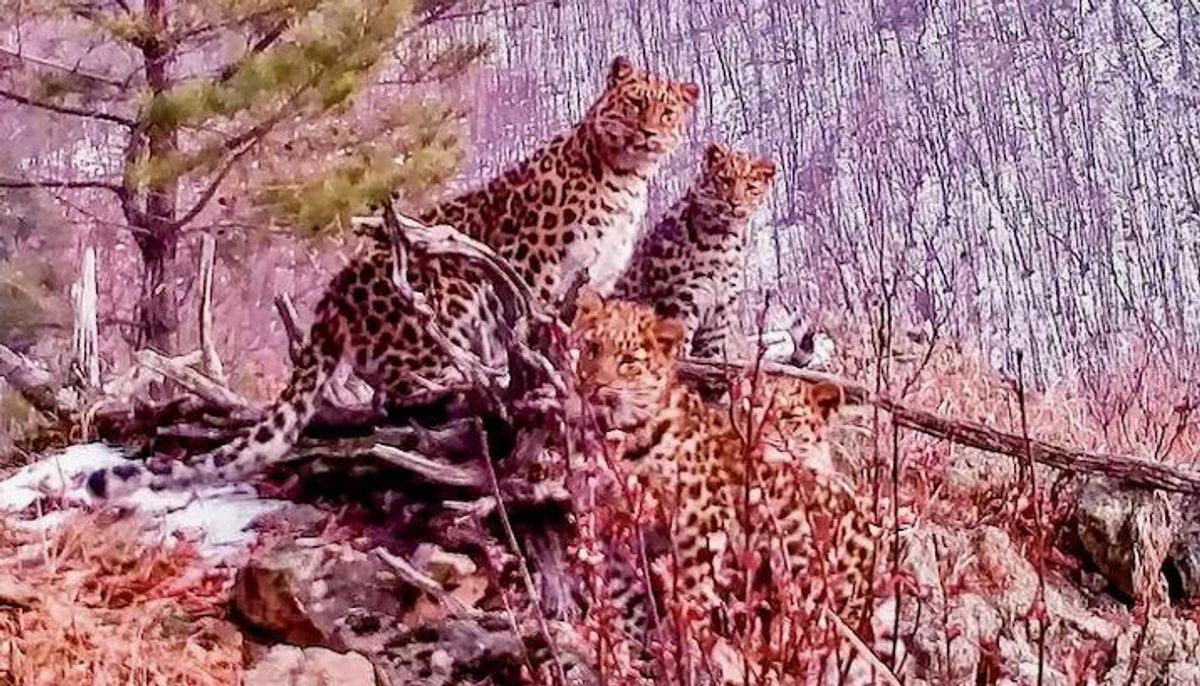Russia hails rare sighting of Amur leopard mum with cubs