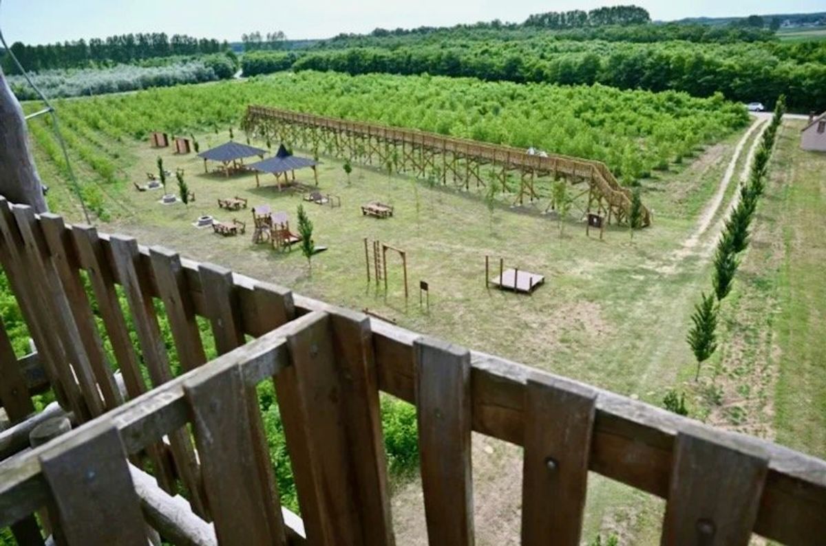 Tree-less canopy walkway shines spotlight on Hungary graft