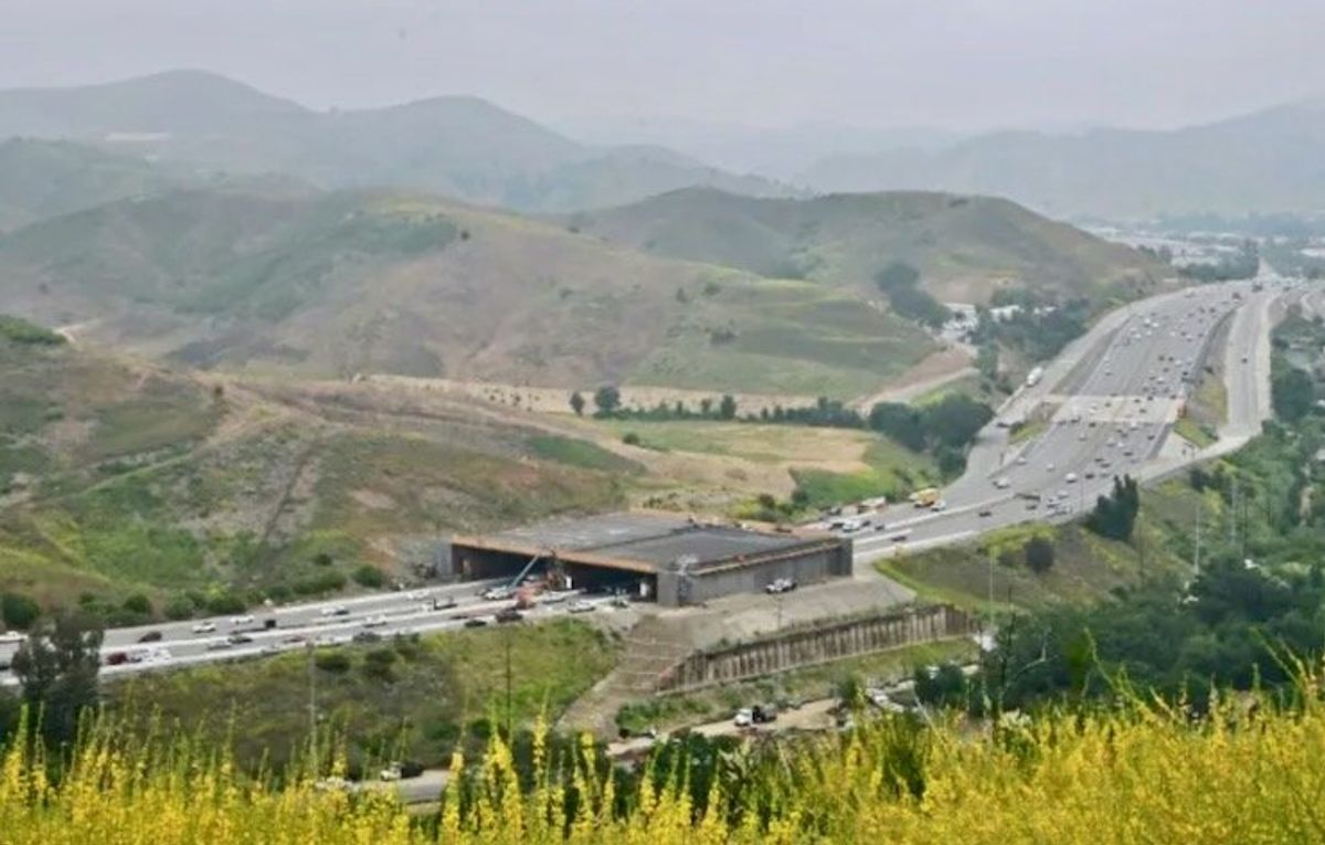 Animal crossing: Highway bridge aims to save California's cougars