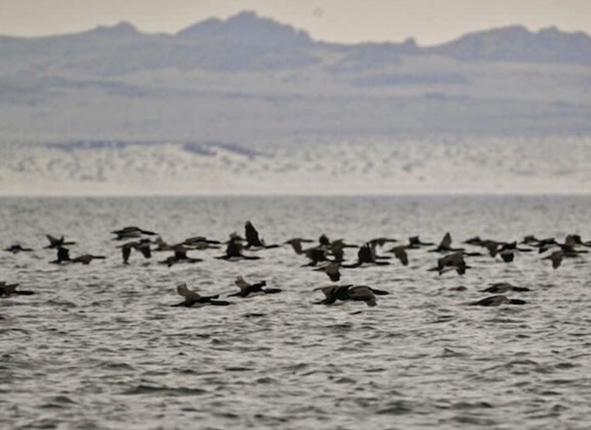 Bird flu detected in Antarctica region for first time