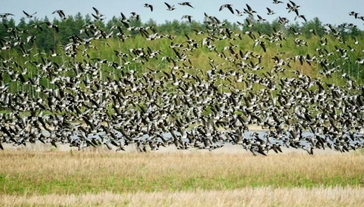 Climate warming pits geese against farmers in Finland