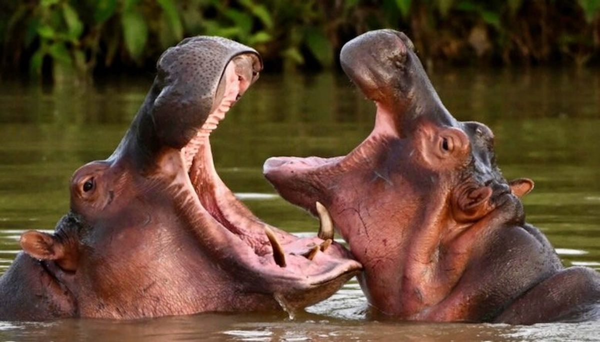 Film imagines inner life of kingpin Escobar's prized hippo