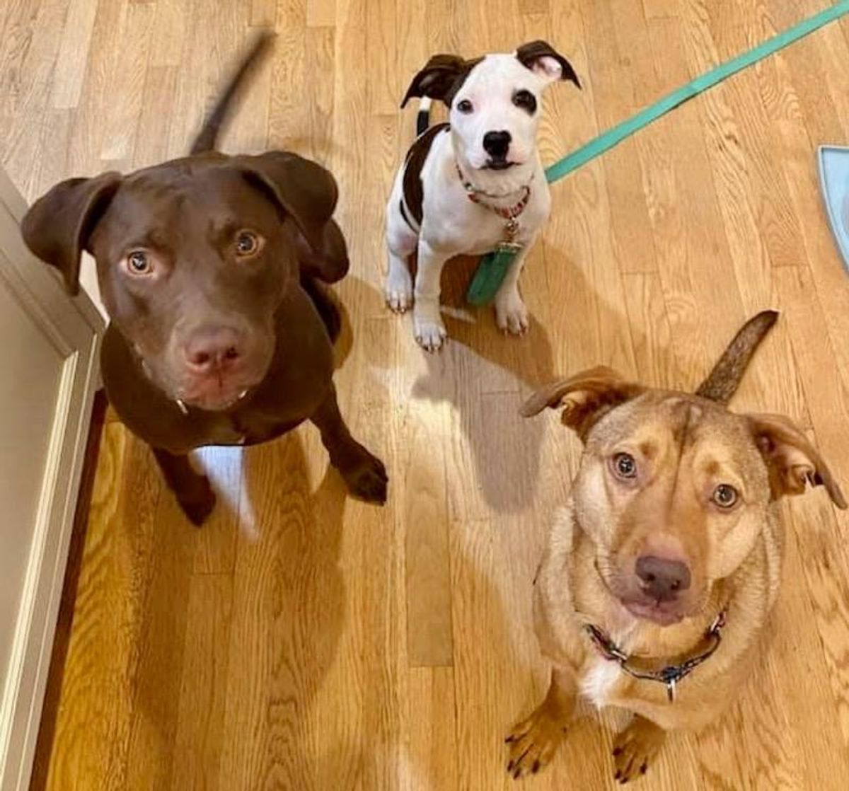 In US, every dog has its... DNA test