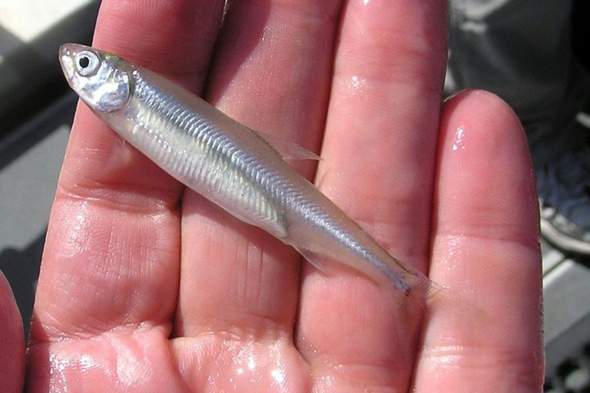 Red herring: Why Trump wrongly blames a fish for LA wildfires