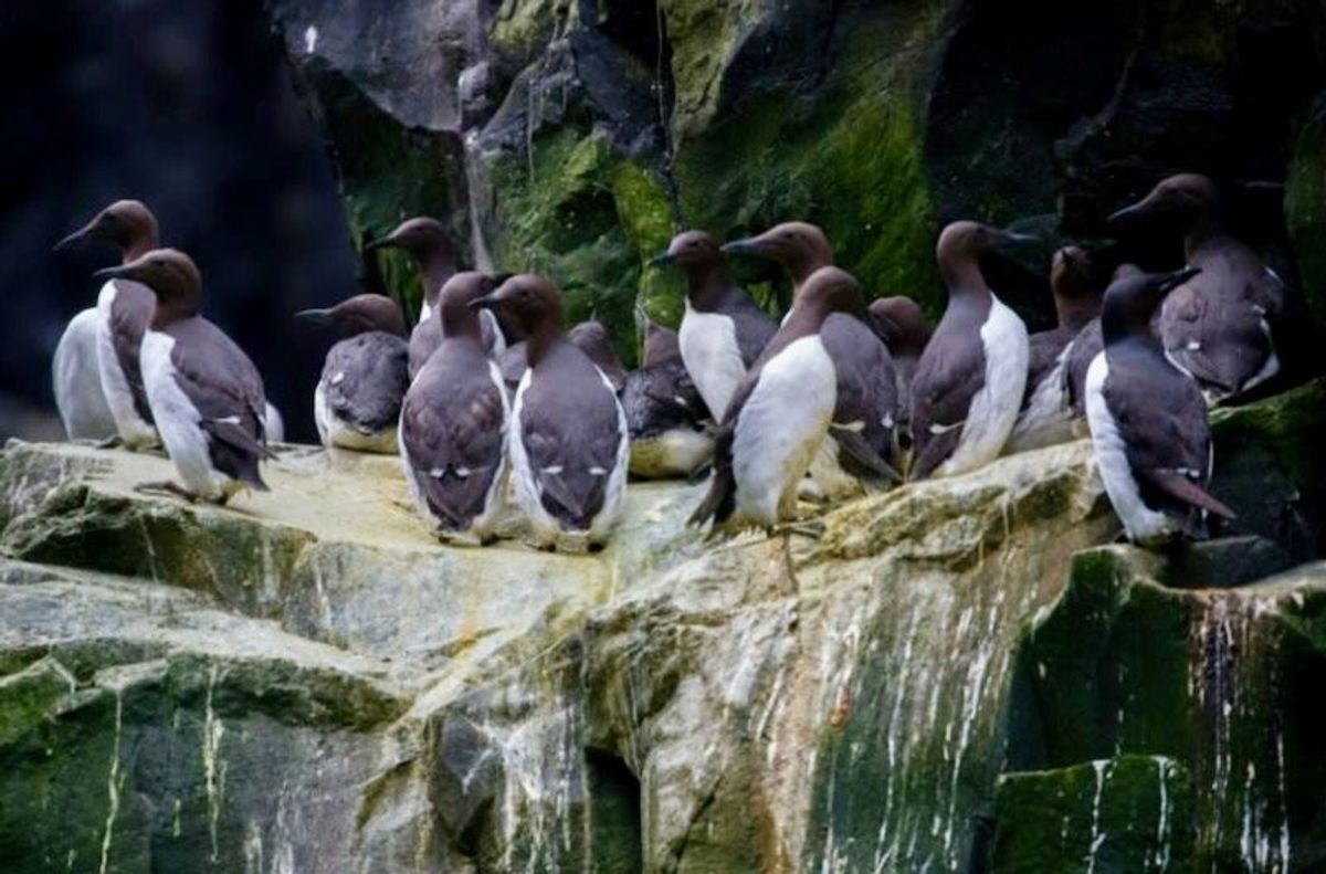 Single heat wave wiped out millions of Alaska's dominant seabird