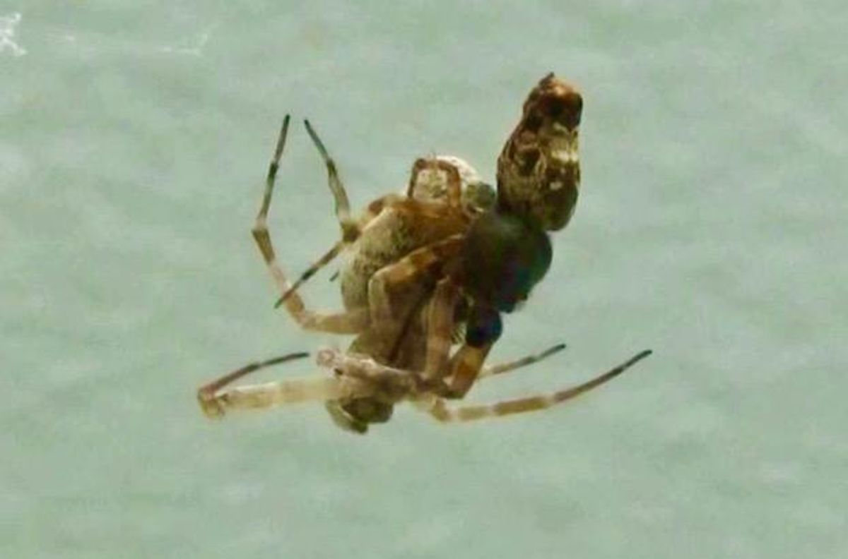 Some male spiders catapult away after sex to avoid death