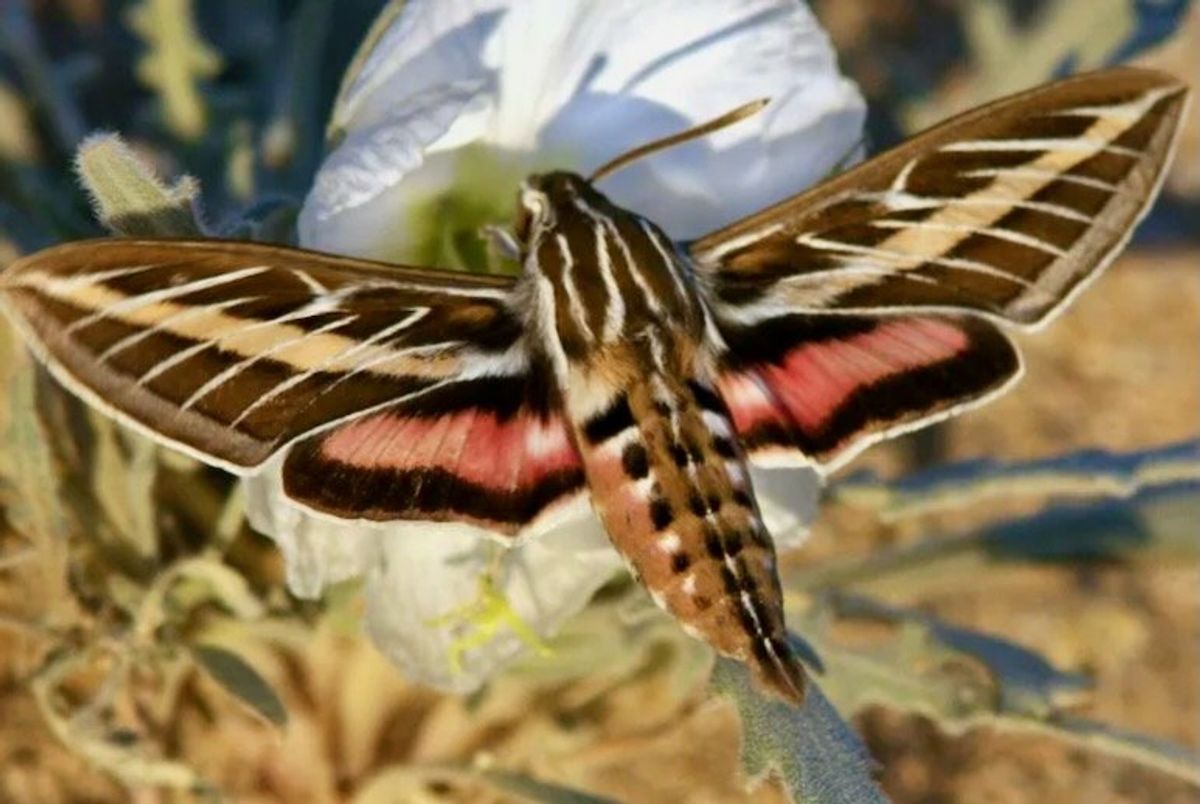 Noxious fumes at night aren't a pollinating moth's delight