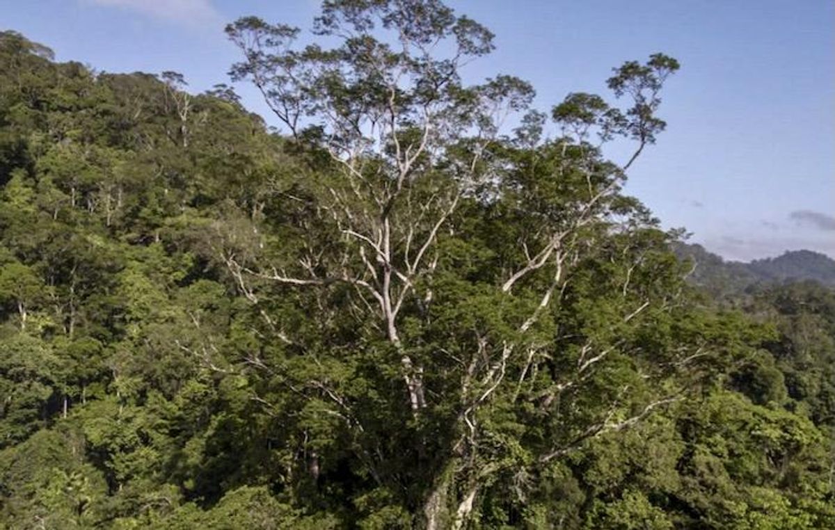 Scientists reach tallest tree ever found in Amazon