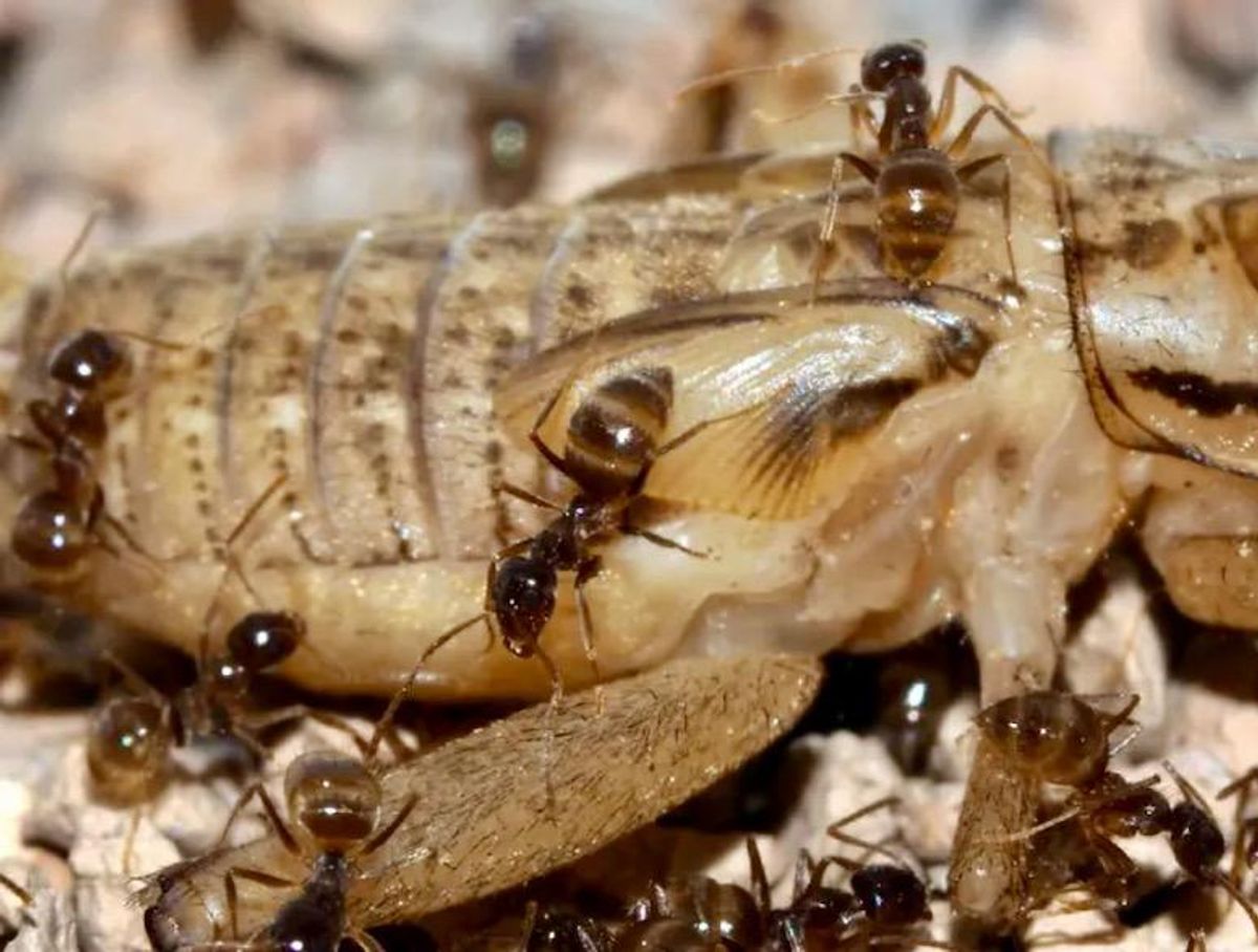 Invasive ants hit Texas hard - now a killer fungus is coming for them