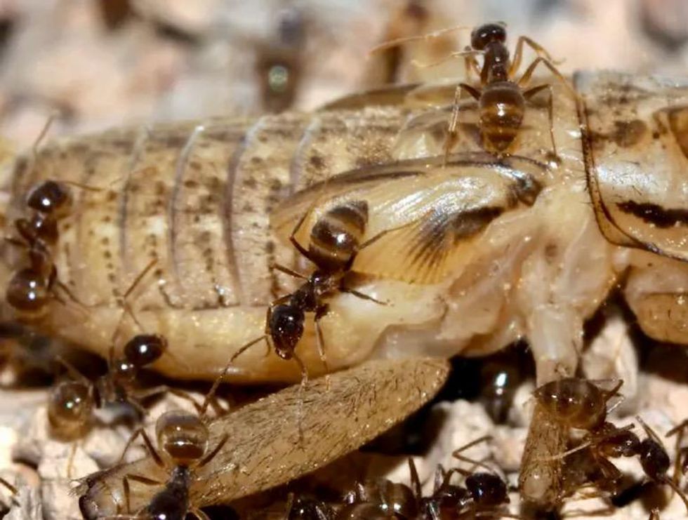 Invasive ants hit Texas hard - now a killer fungus is coming for them