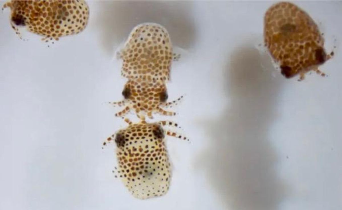 One small step for cephalopods: SpaceX carrying research squids to ISS