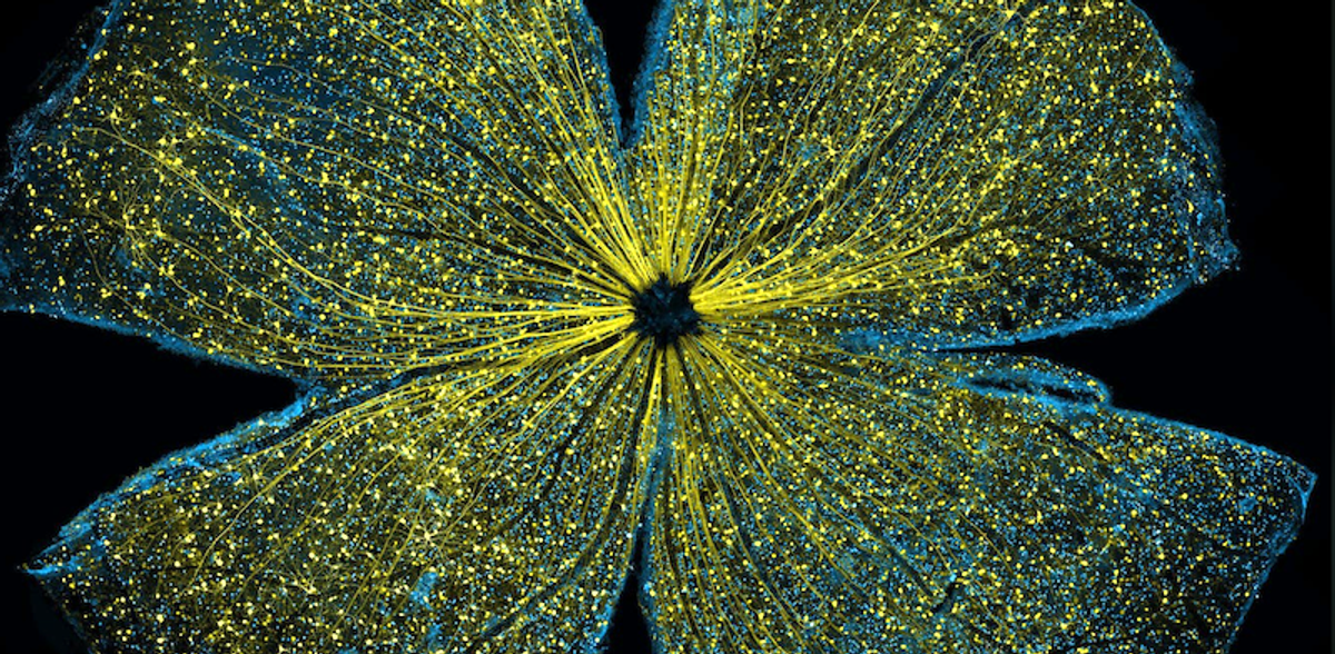Seeing what the naked eye can’t − 4 essential reads on how scientists bring the microscopic world into plain sight