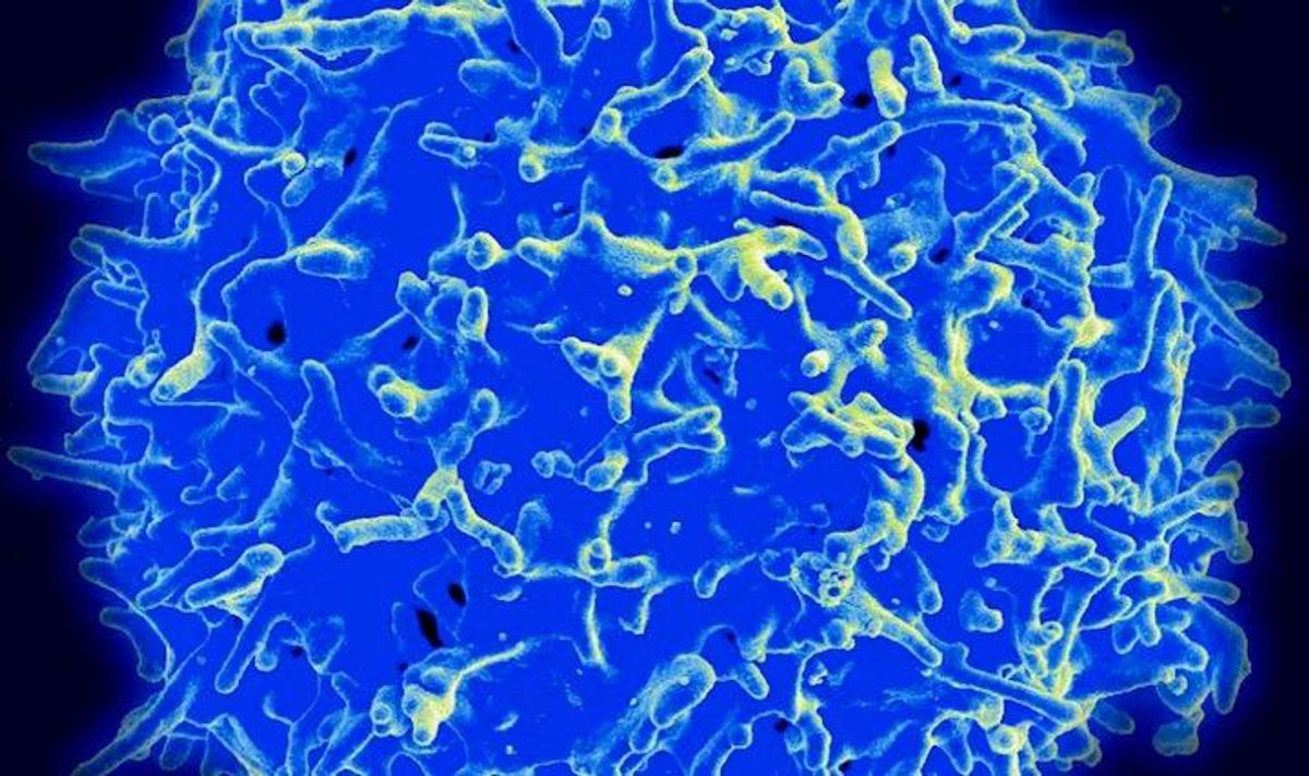 Killer T cells boost immunity to coronavirus variants: study