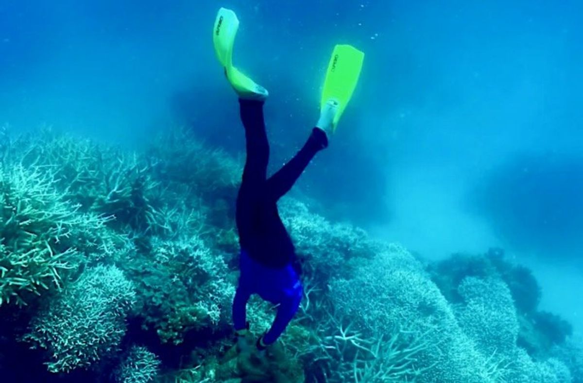 World in grip of new major coral bleaching event, reefs at risk