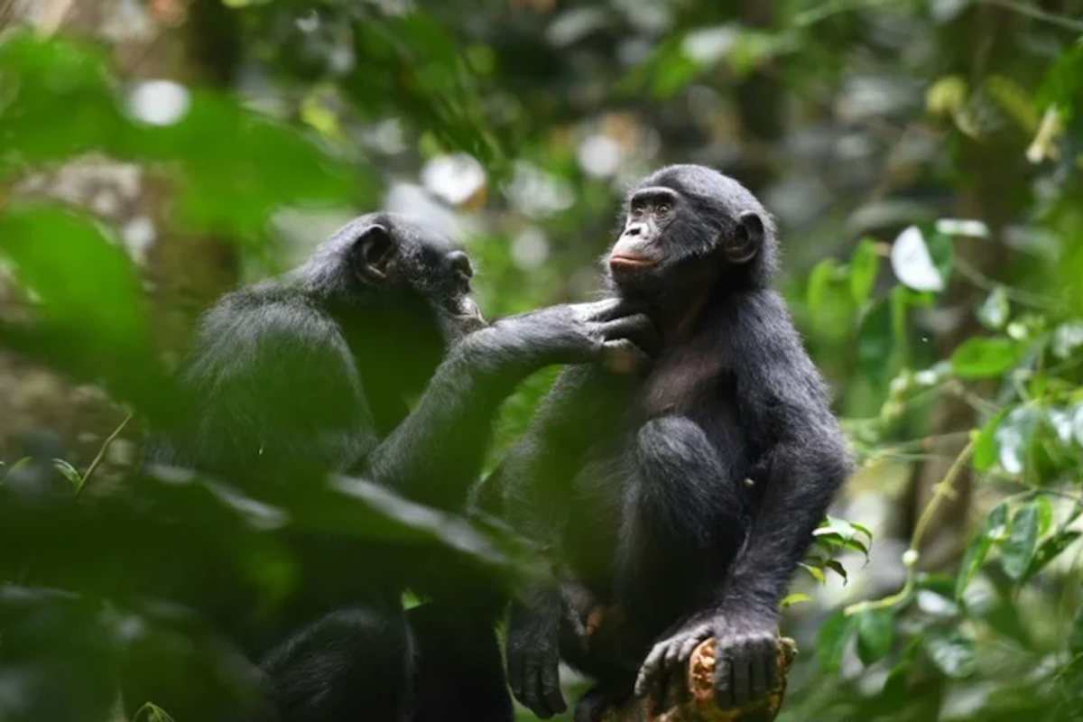 Good neighbors: Bonobo study offers clues into early human alliances