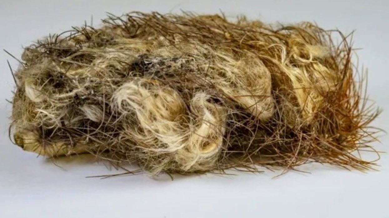 Rare Florida cactus becomes first U.S. species lost to sea rise