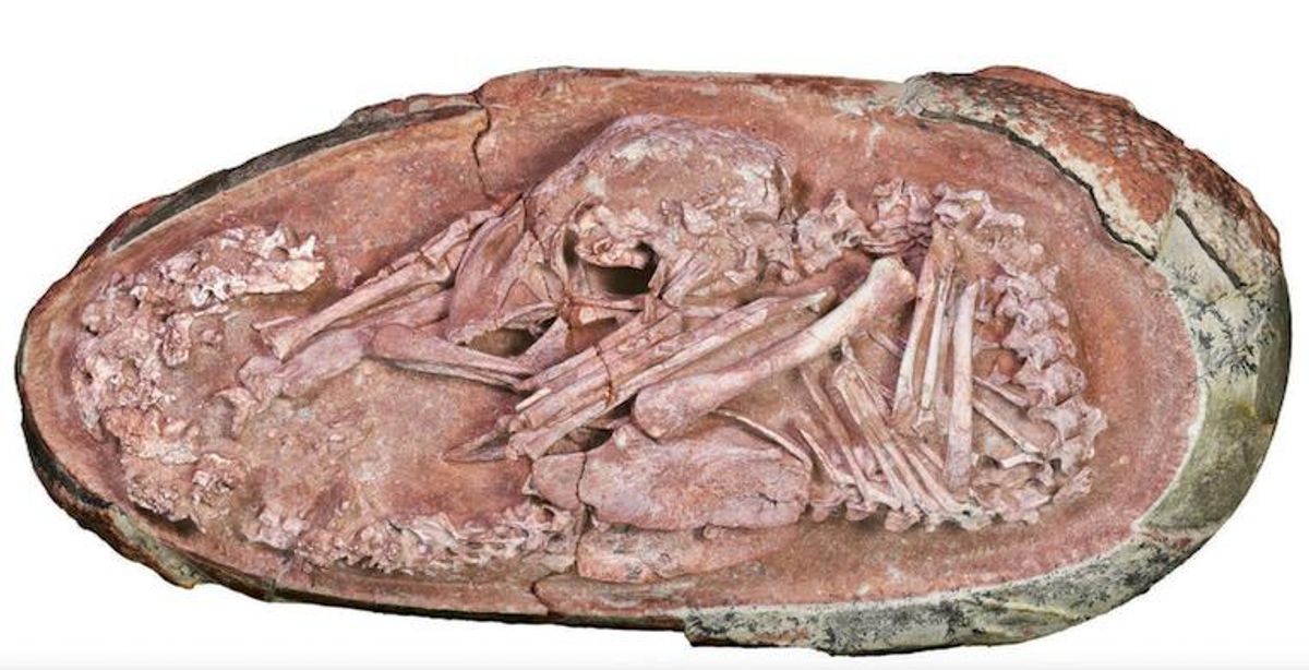 Perfectly preserved dinosaur embryo was preparing to hatch like a bird