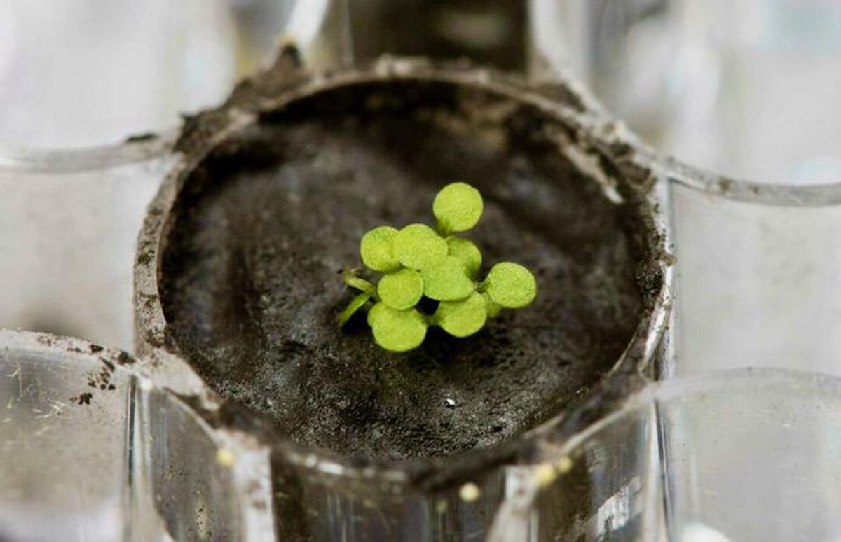 Scientists successfully grow plants in soil from the Moon