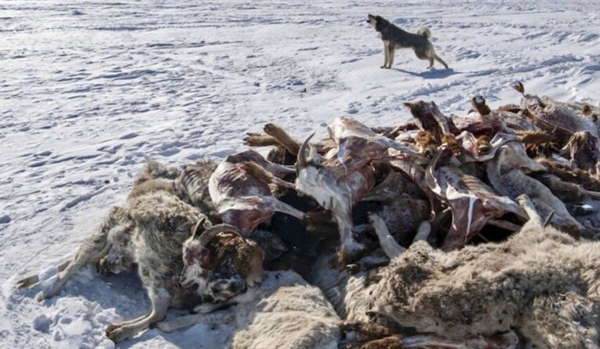 2 million animals dead as extreme winter weather hits Mongolia