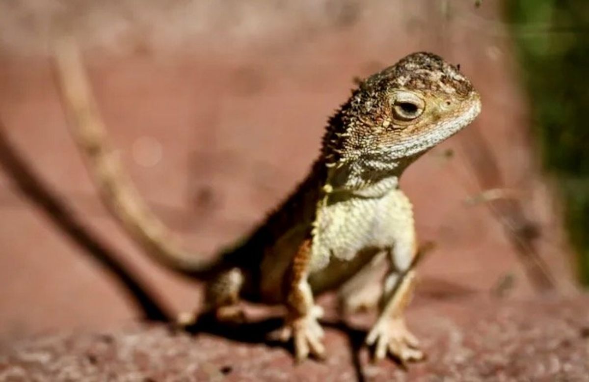 Australia battles to save last 11 wild 'earless dragons'