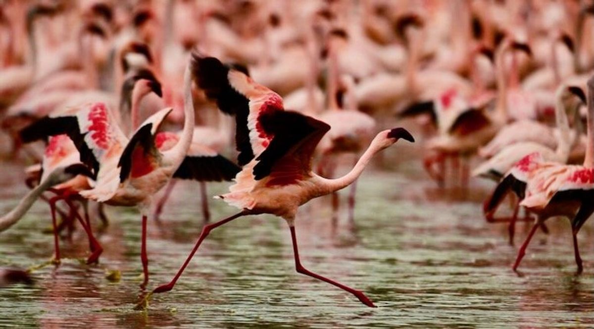 Future of Africa's flamingos threatened by rising lakes: study
