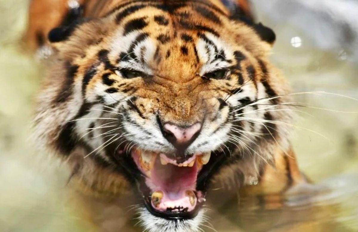 India's tigers climb high as climate, human pressure rises
