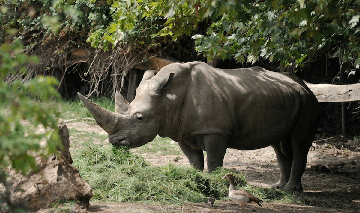 World's oldest white rhino dies in Italian zoo aged 54