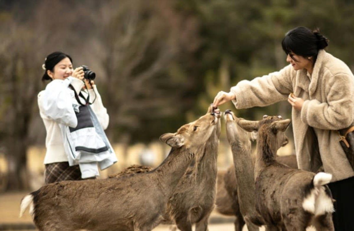 The squad saving deer from tourist trash in Japan's Nara