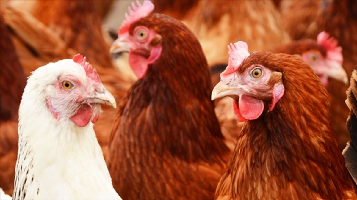 Trump official: Americans should raise 'backyard' chickens if they're mad about egg prices
