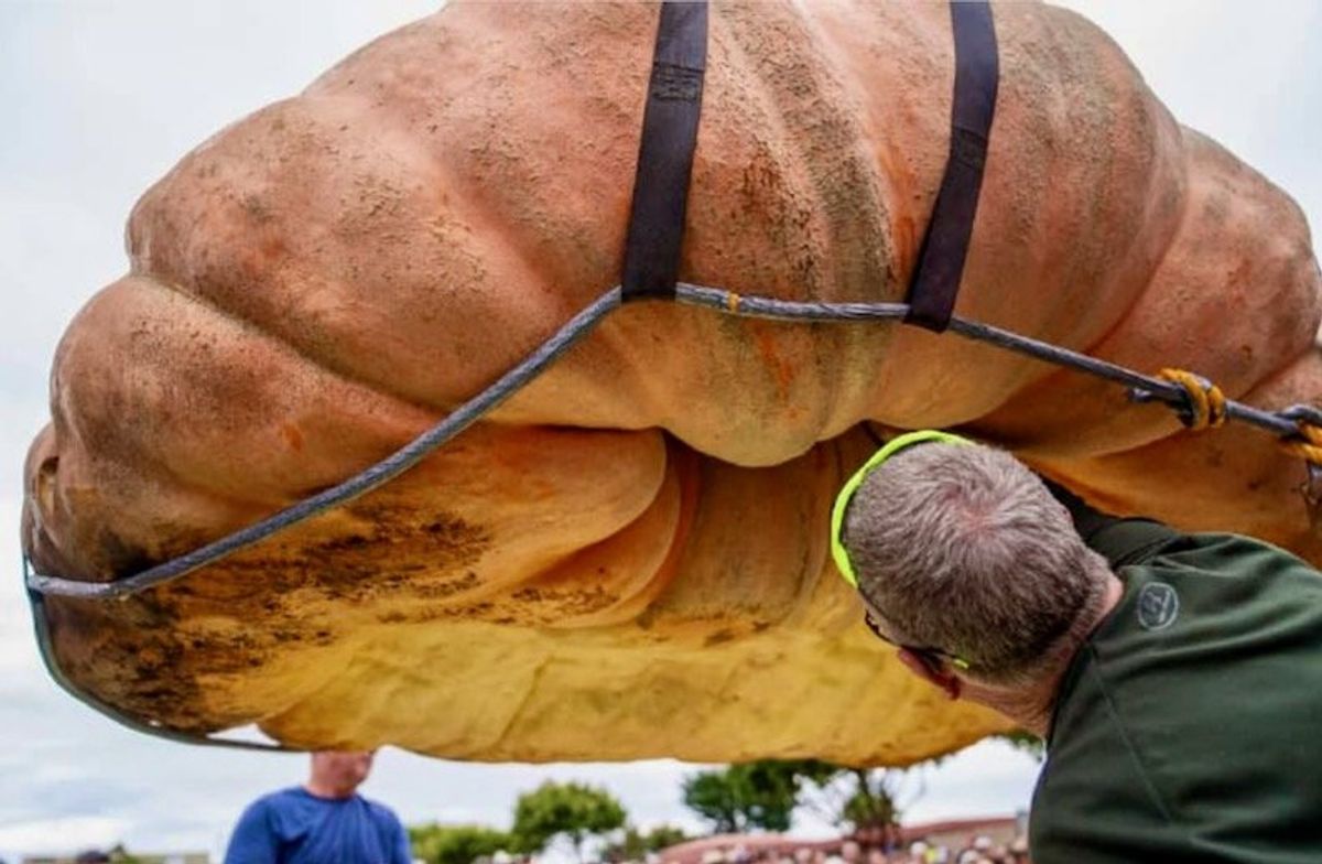 Oh my gourd: Hippo-sized pumpkin is world's biggest