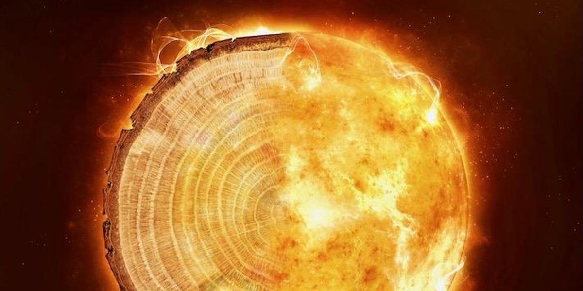 Radioactive traces in tree rings reveal Earth’s history of unexplained ...