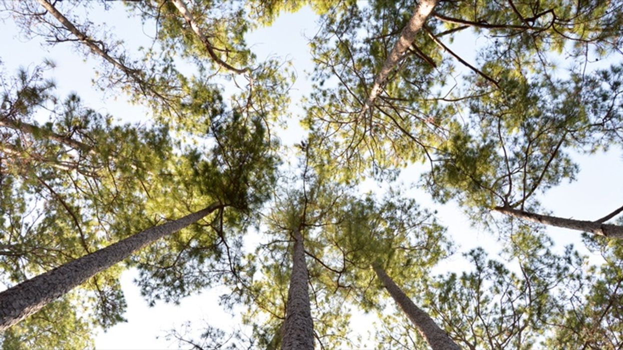 'Frightening': Over 1 in 3 of world's tree species face extinction