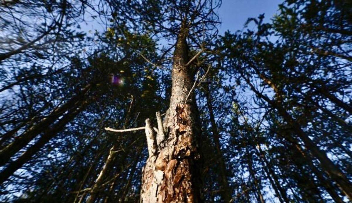 Climate change supercharges threat from forest-eating bug