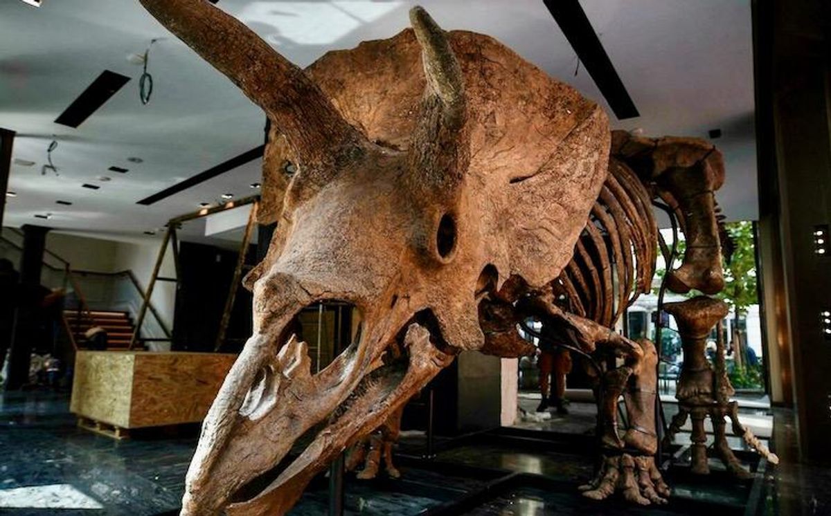 'Big John', largest-ever triceratops, goes under hammer