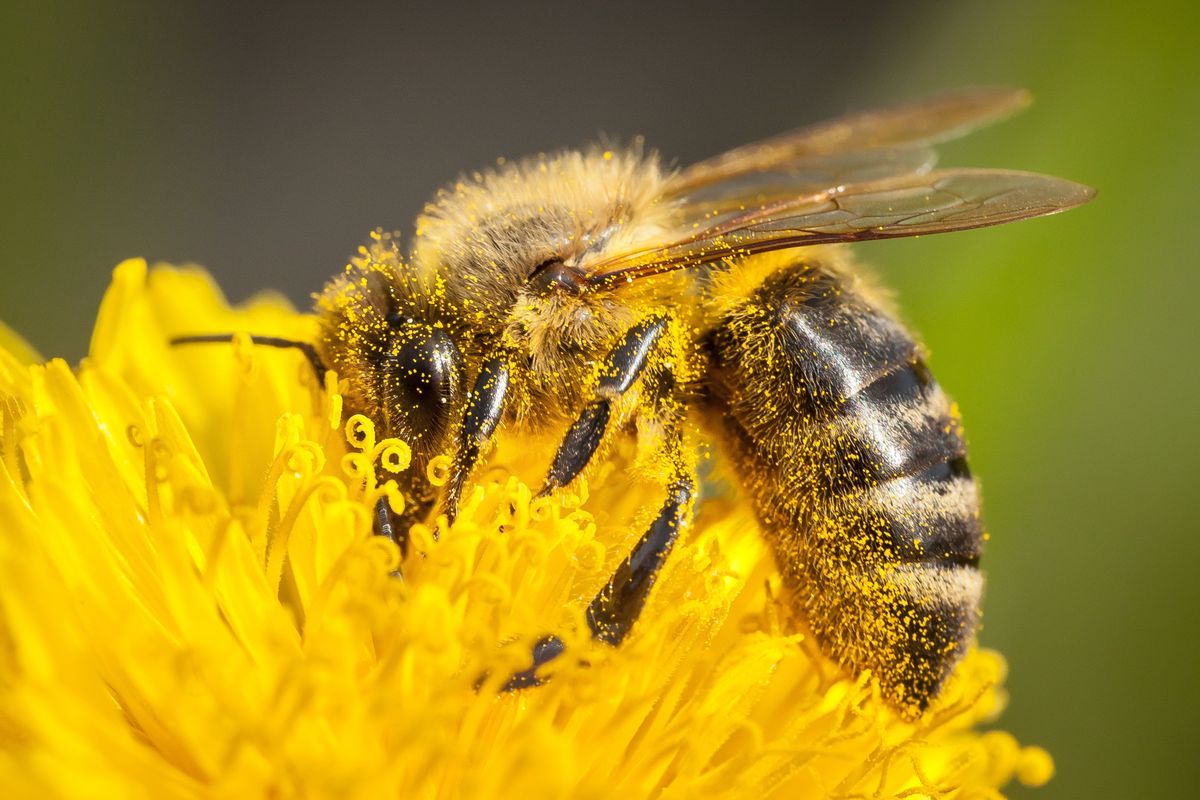 Bee alert: US police issue warning after 250 million insects escape