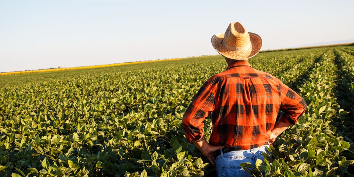 'Crisis': US farm exports collapse to pandemic-era levels as Trump's tariffs ramp up