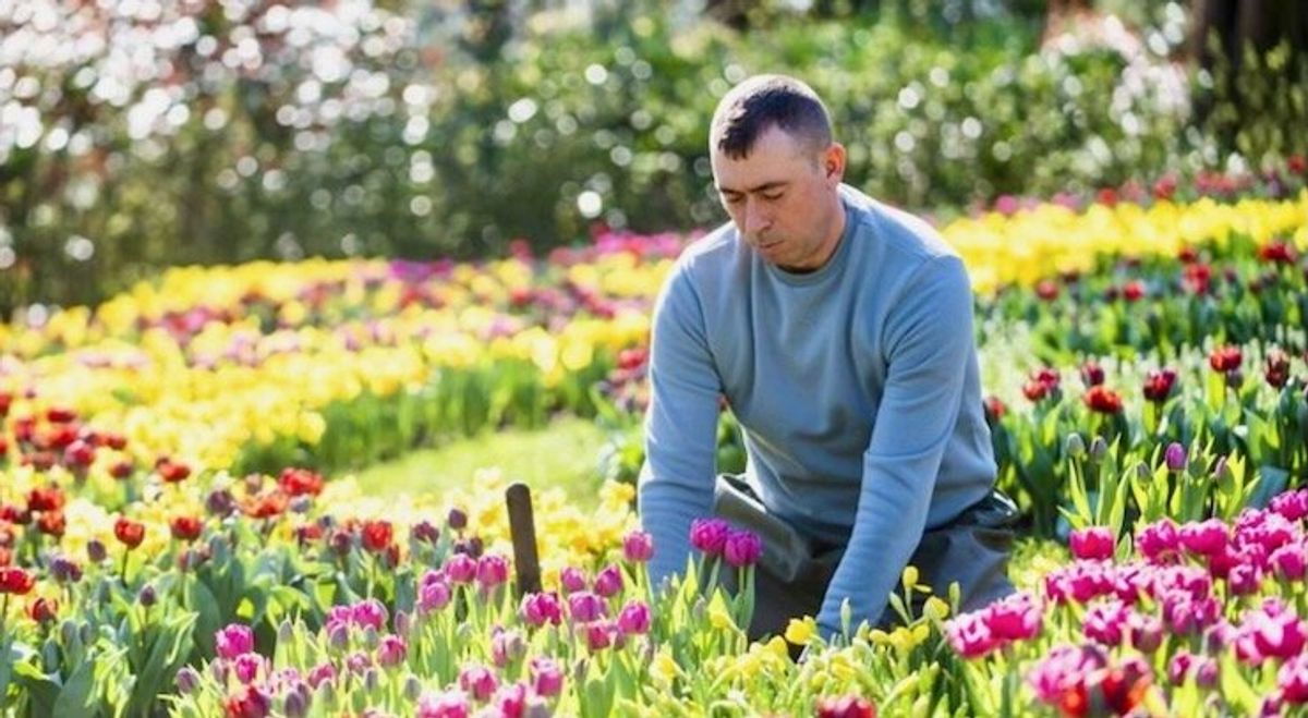 Blooming good: World's biggest tulip garden marks 75th edition