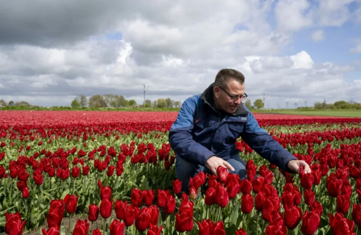 Climate change, Brexit threaten to wilt Dutch tulips