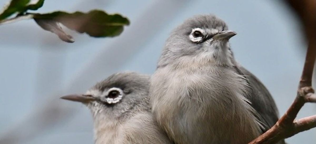 'A wake-up call': 21 species declared extinct by U.S.