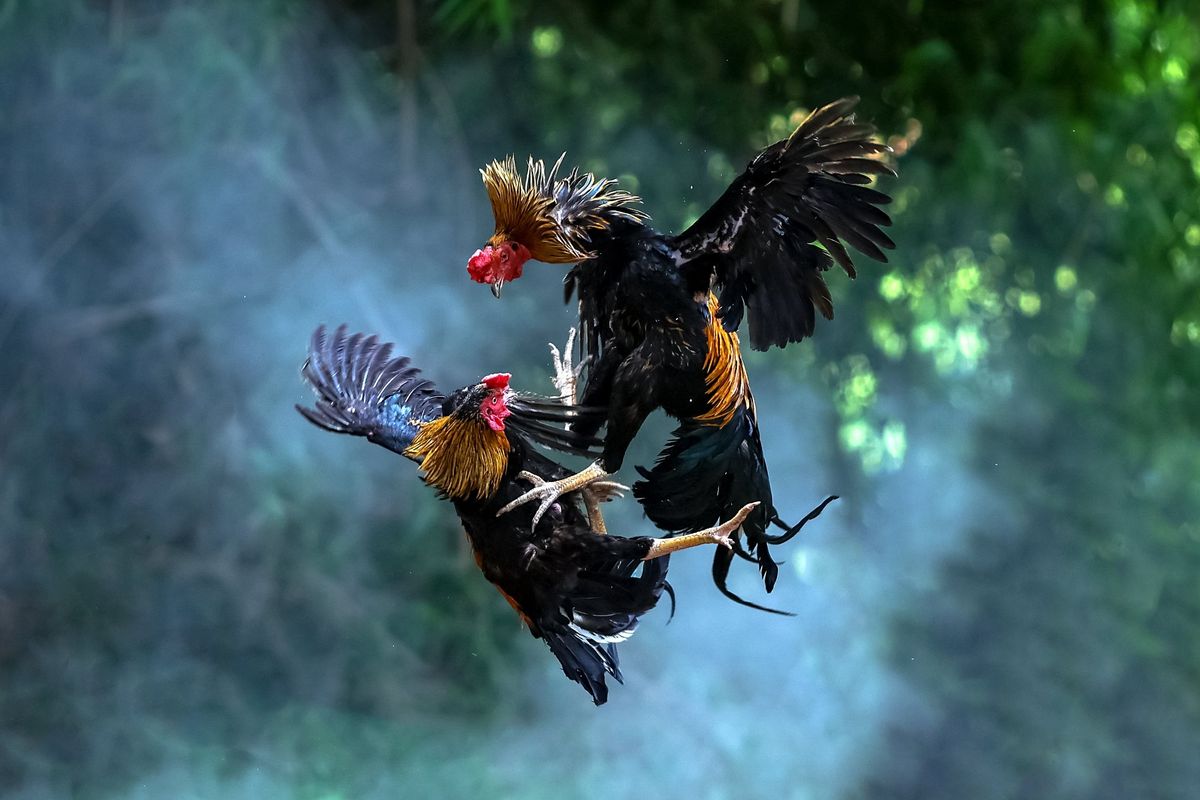 Republican wants to slash penalties for cockfighting — and bring in robot opponents