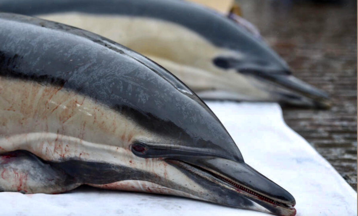 More than 100 dolphins dead in Brazilian Amazon as water temperatures soar