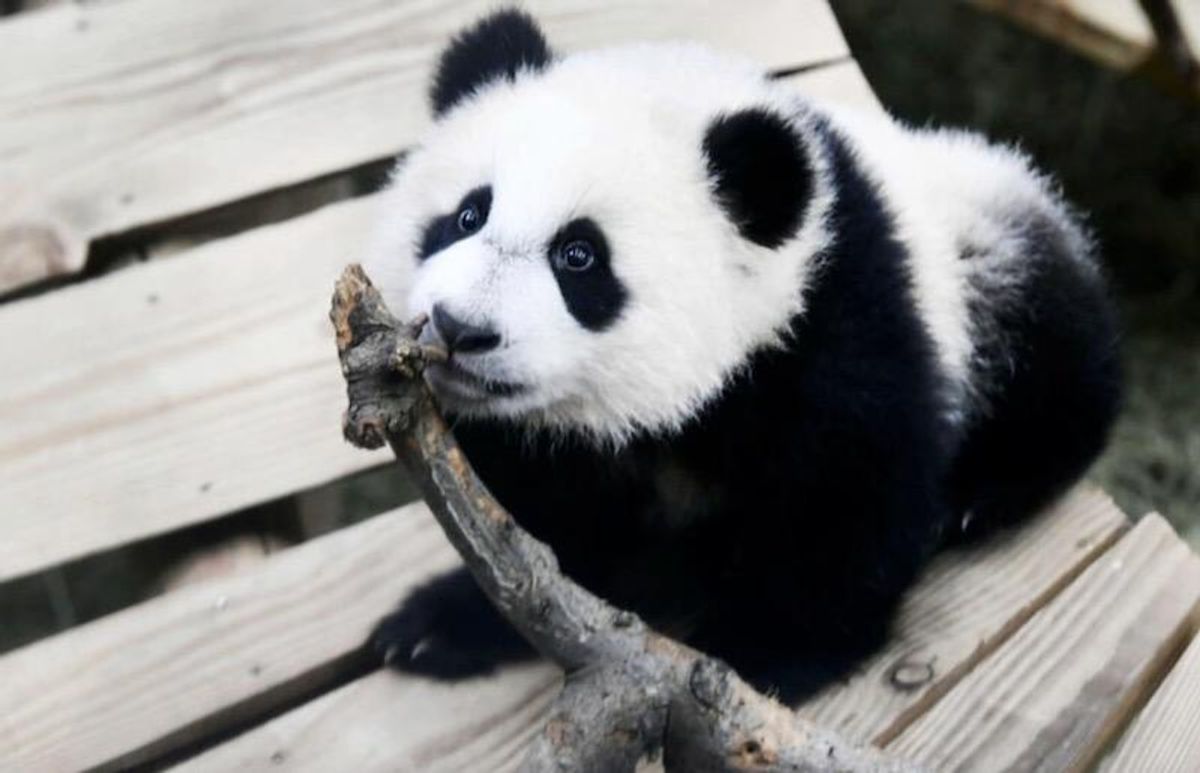 Male panda at Dutch zoo turns out to be female