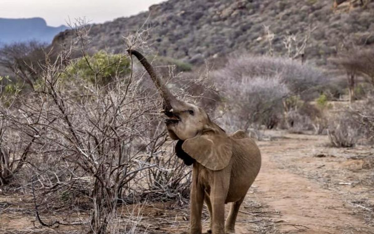 Kenya drought kills more than 200 elephants