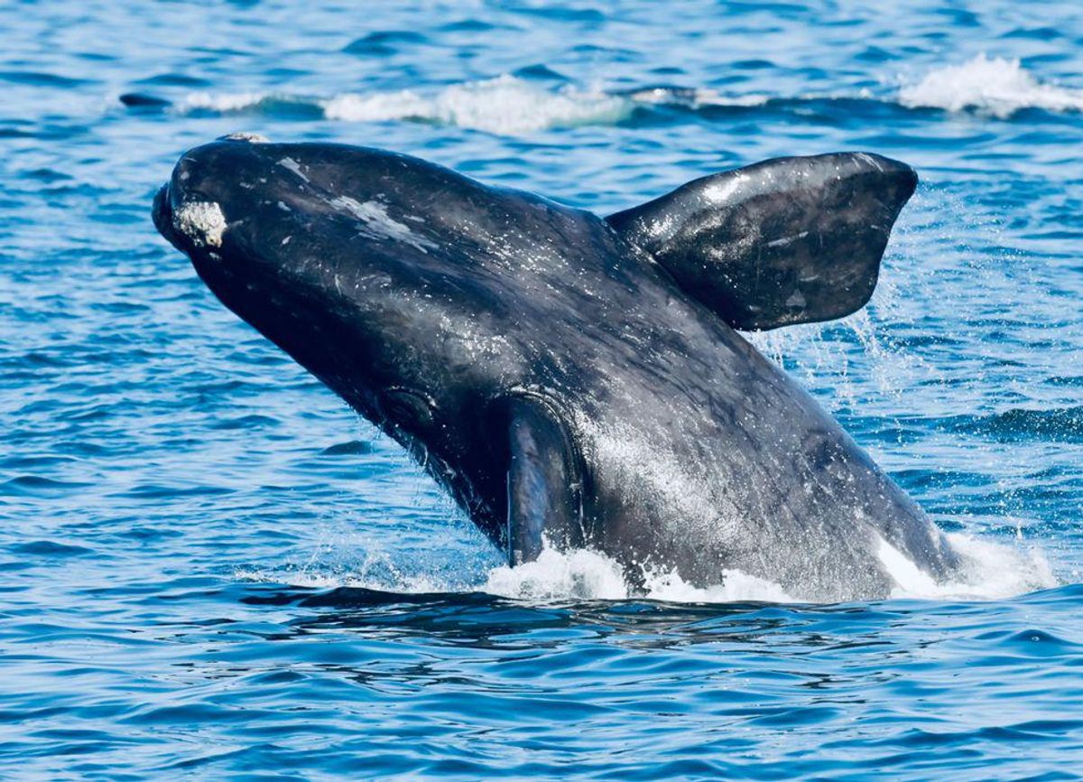 Speeding ships killing endangered North Atlantic right whales: study