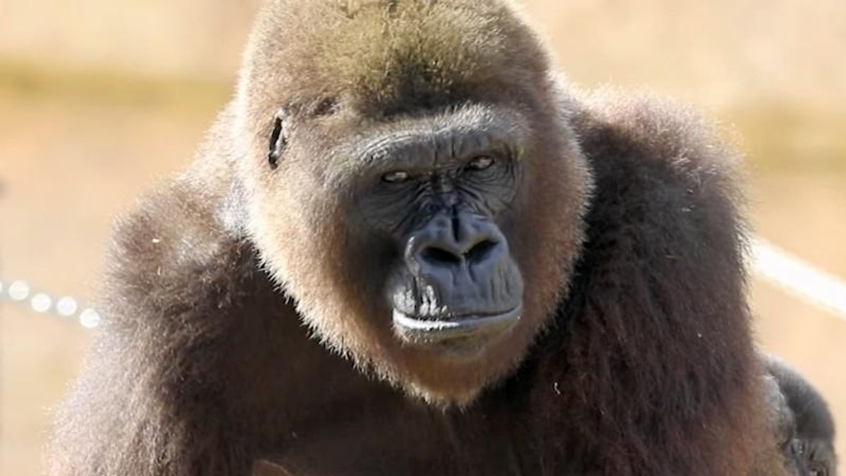 Covid Truthers are now obsessed with a western lowland gorilla: report