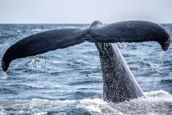 New calf joins endangered southern resident orcas; 2 other pregnancies lost